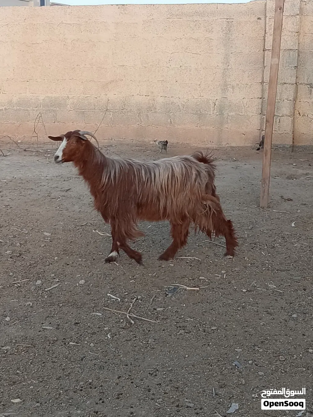 شاة حلال بني سعيد فول سمنه ما شاءالله خالي من كل العذاريب