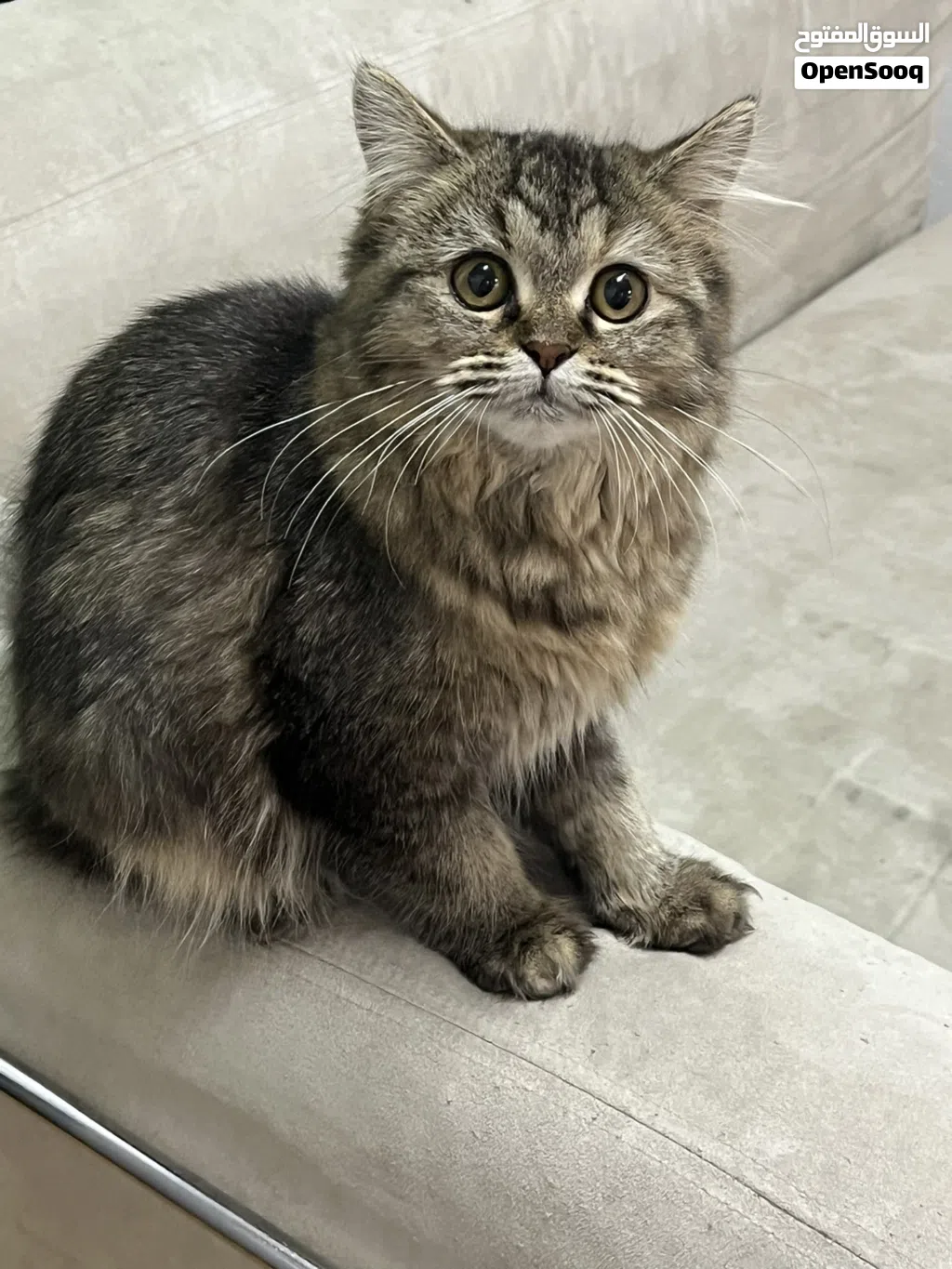 قطة فارسية صغيرة للبيع فقط (واتساب فقط) Persian Kitten for Sale Only (WhatsApp Only)