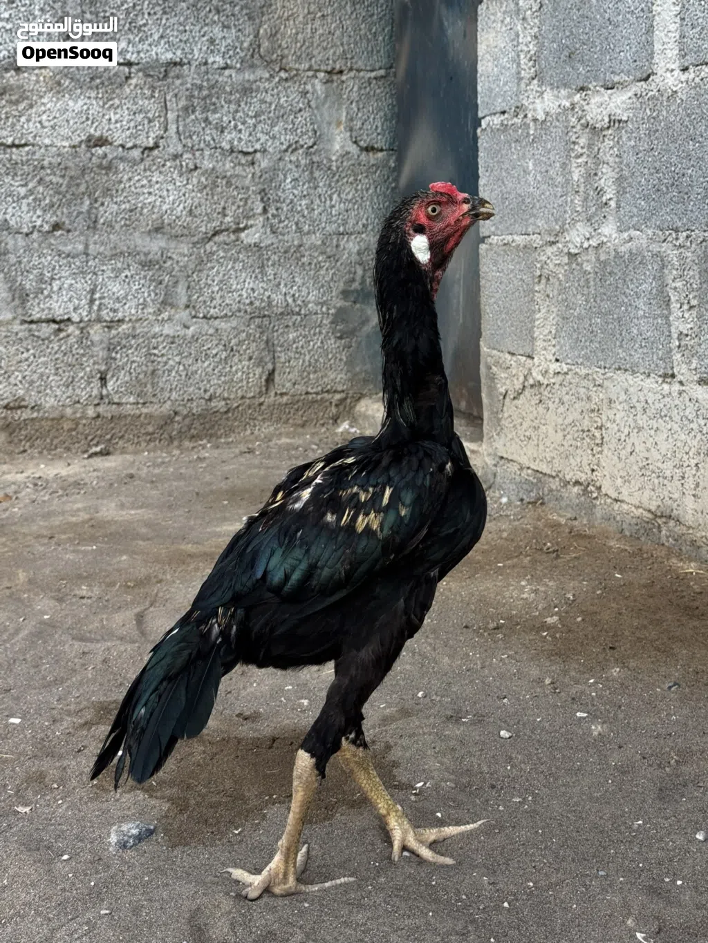 ديك باتشو نسل قوي