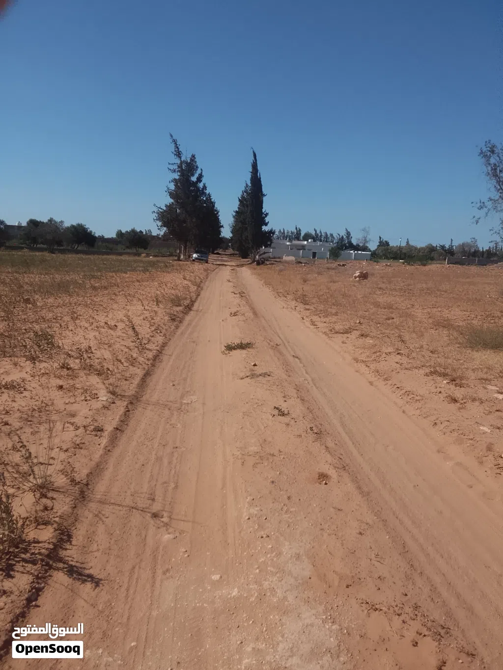 هكتا واجهتين به اشجار زيتون