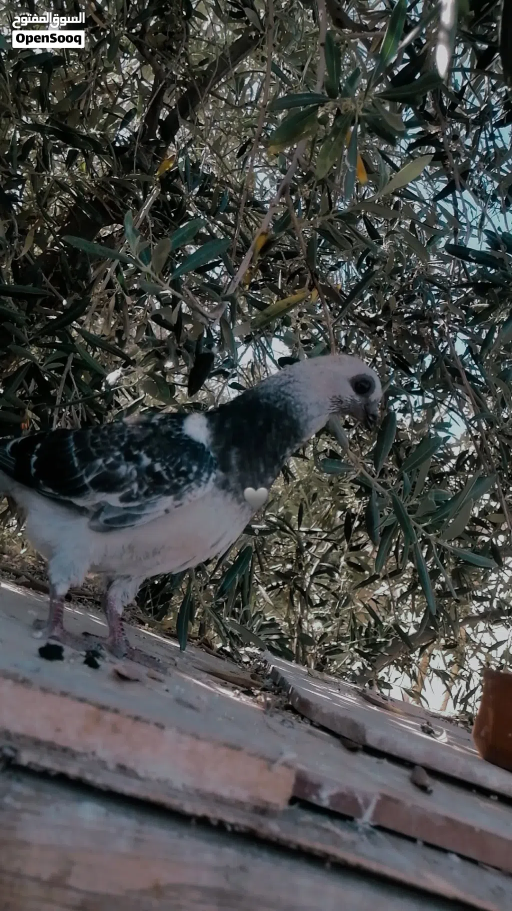 ابو الزغام بالسخنه