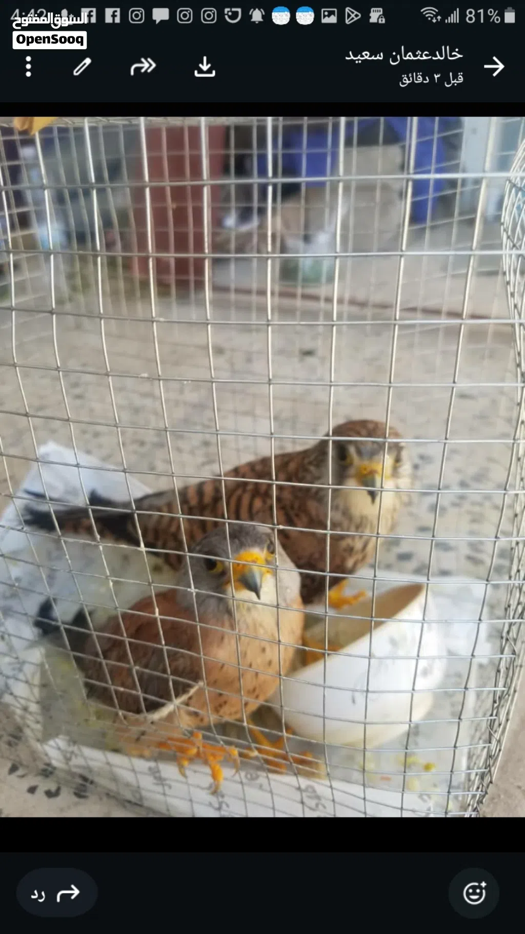صقور. للبيع