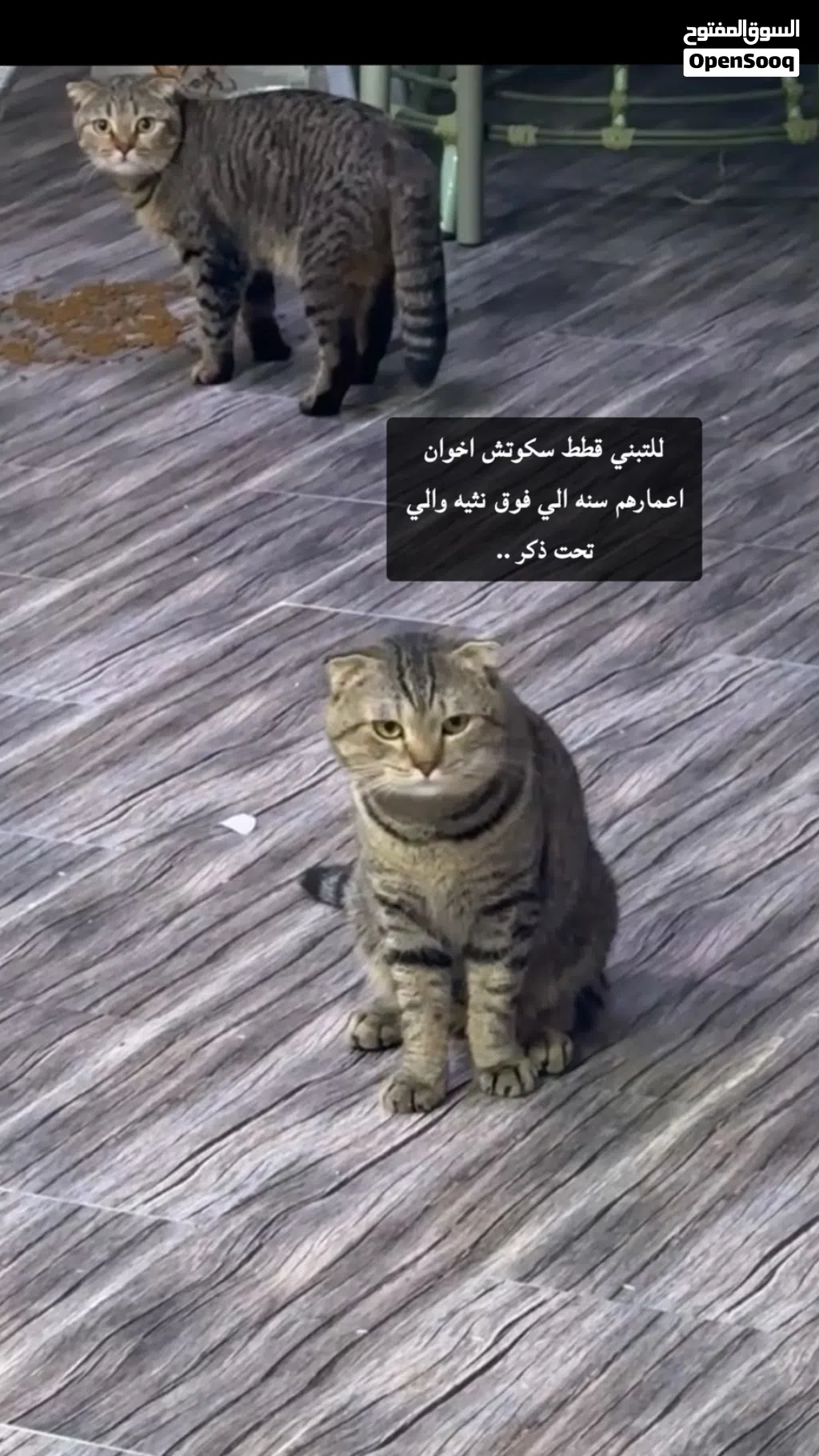 للتبني قطاوة سكوتش فولد