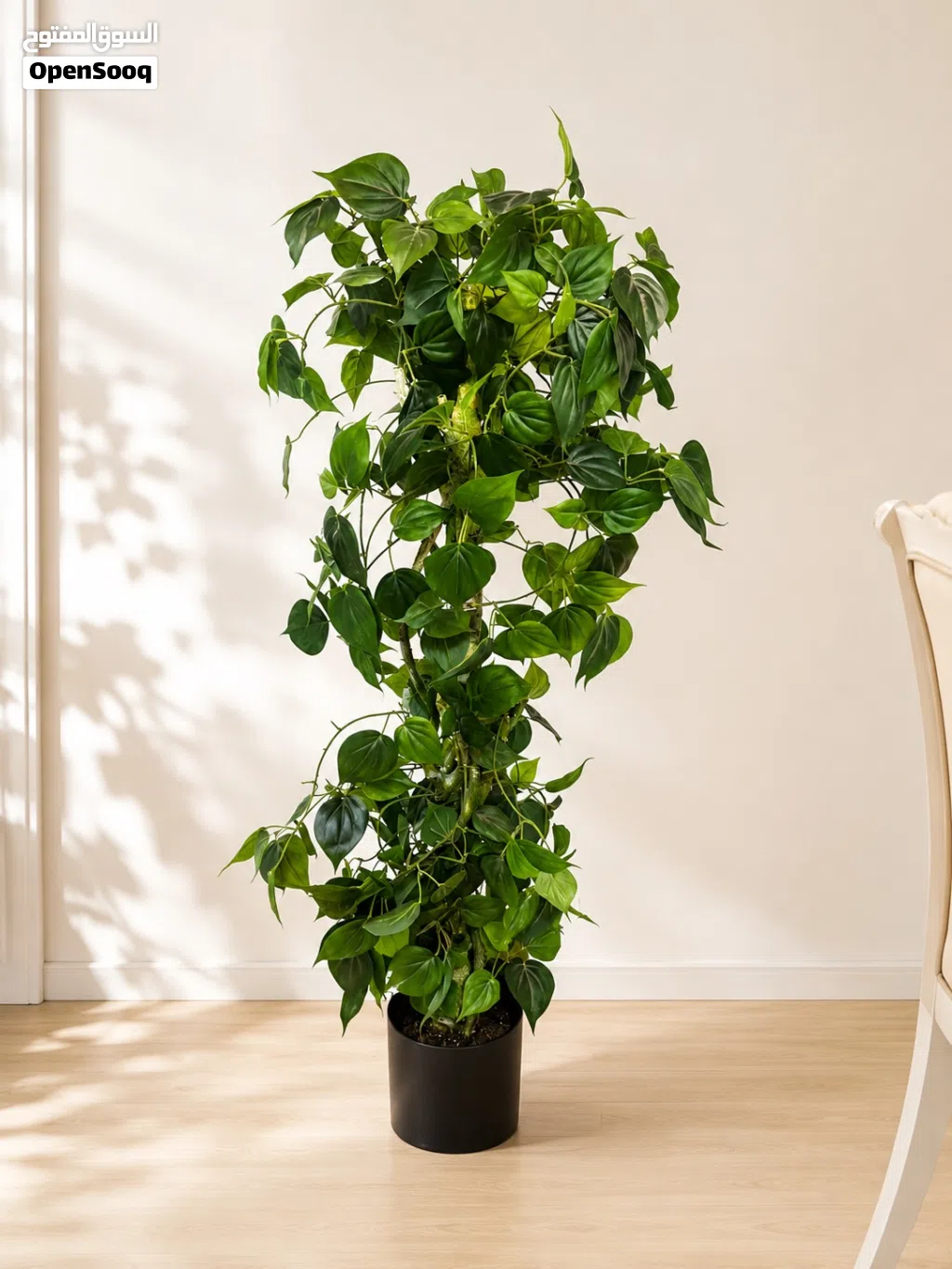 Large Ficus / Climbing Plant