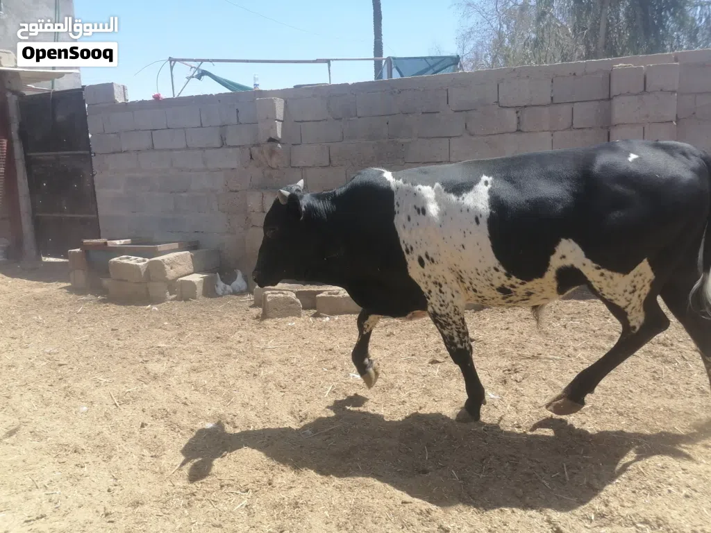 عجول كلمن وسعره البصره
