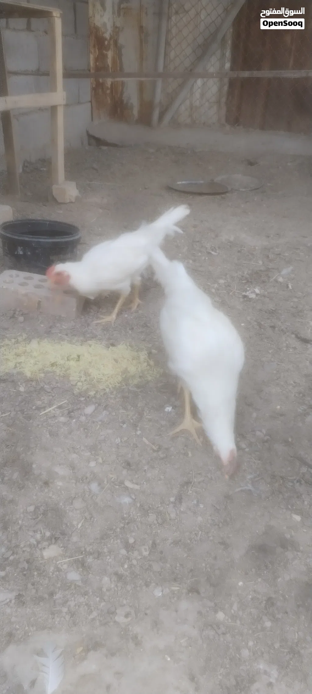 زوج دجاج ديج دجاجه بيض عربي بحاله جديده بصحه جيده ملقح وكامل دجاجه عله وجه بياض