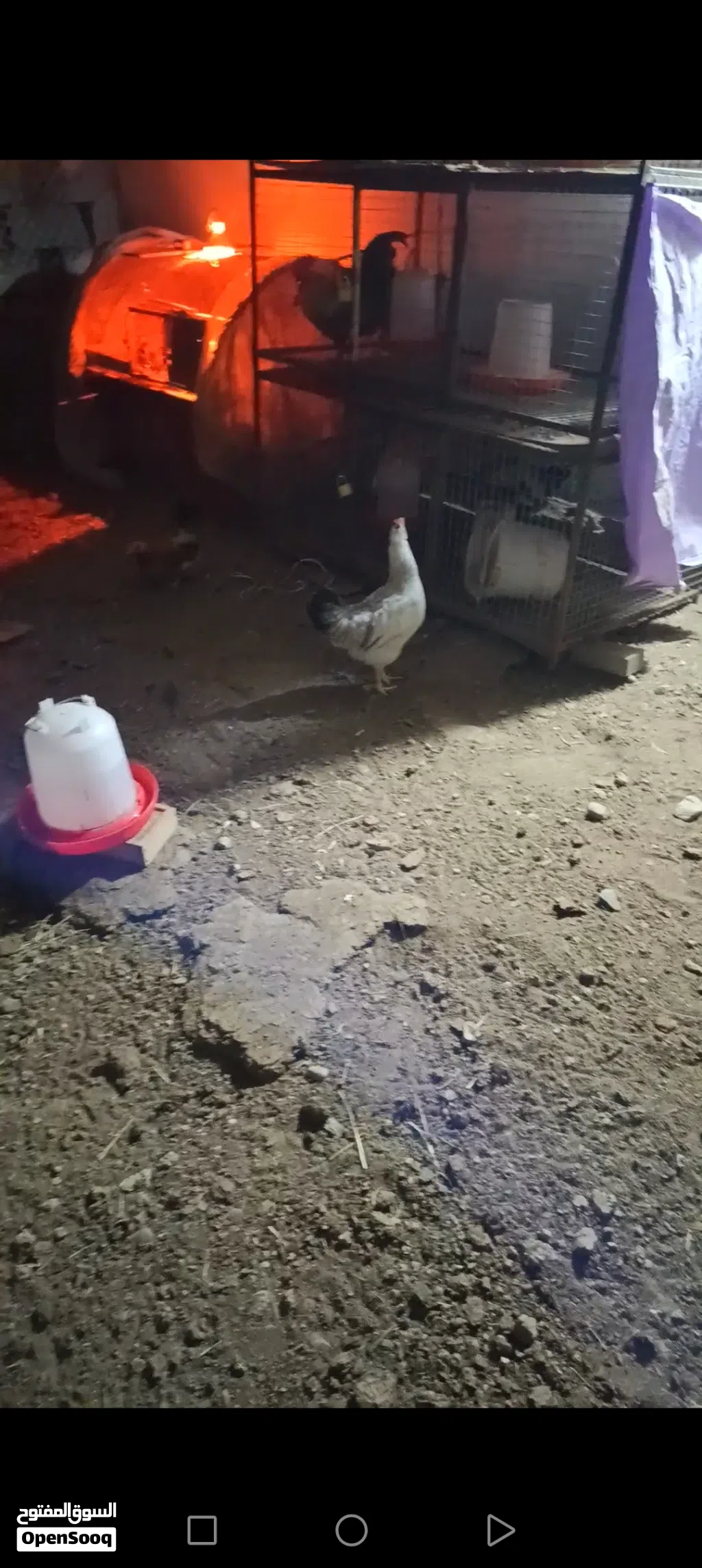 دجاجه فرنسيه كولمبيه