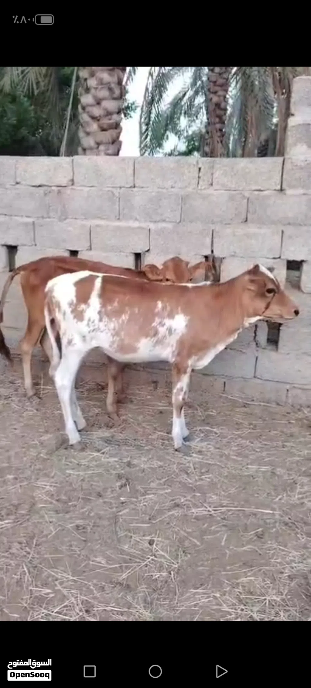 عجلات مهجنات فرصه الا يريد يربي جروزات ف الأكل ماشاء الله