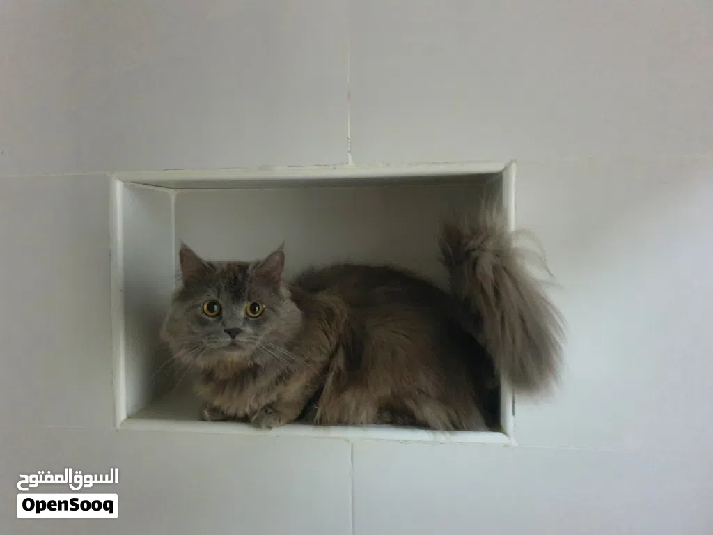 بريطاني لونغ هير