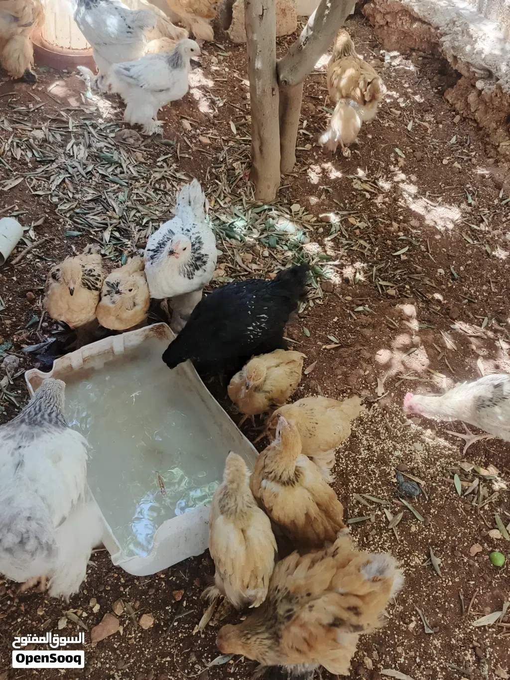 جاج عمر ثلاث اشهر وشهرين حجم جانبو