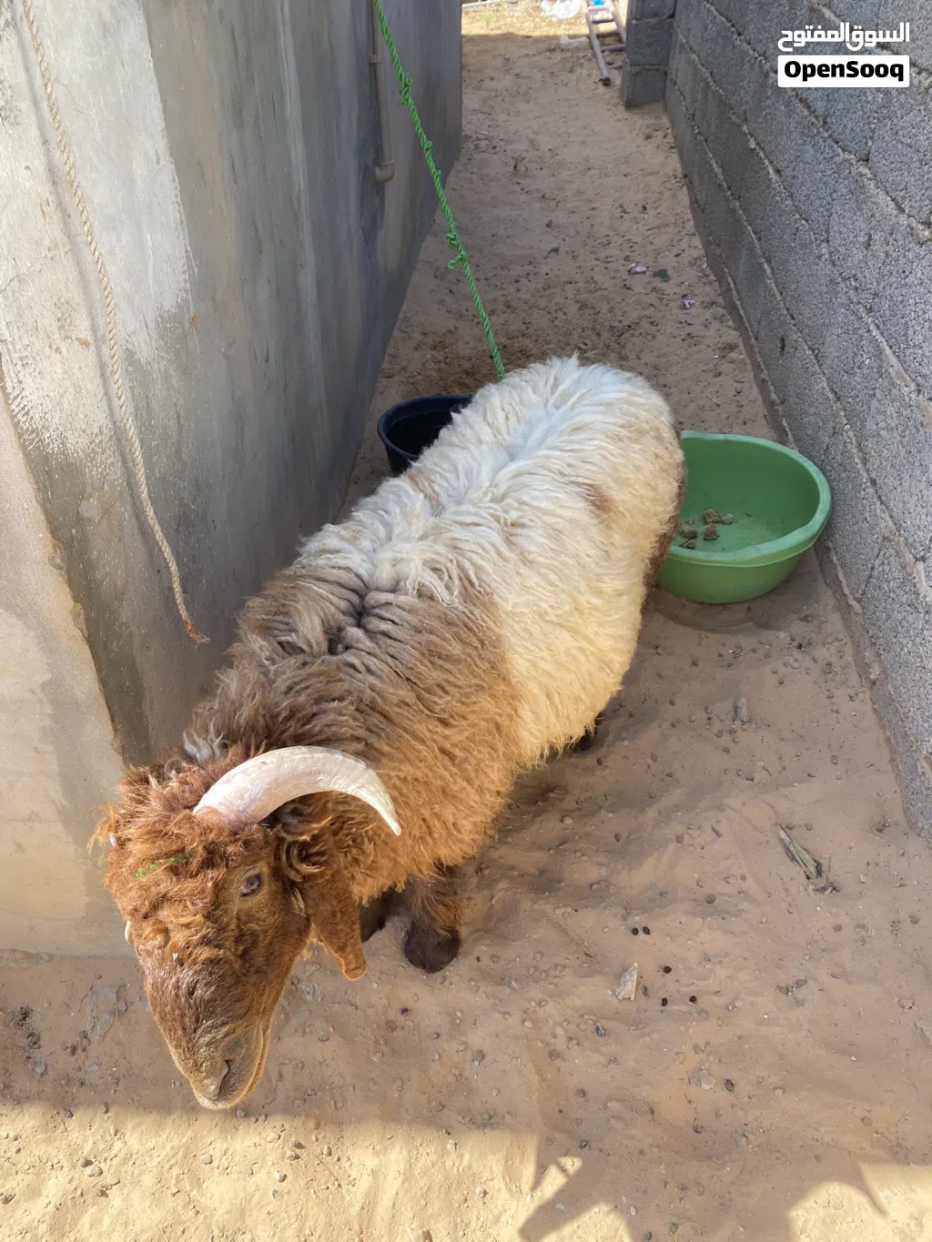خروف للبيع