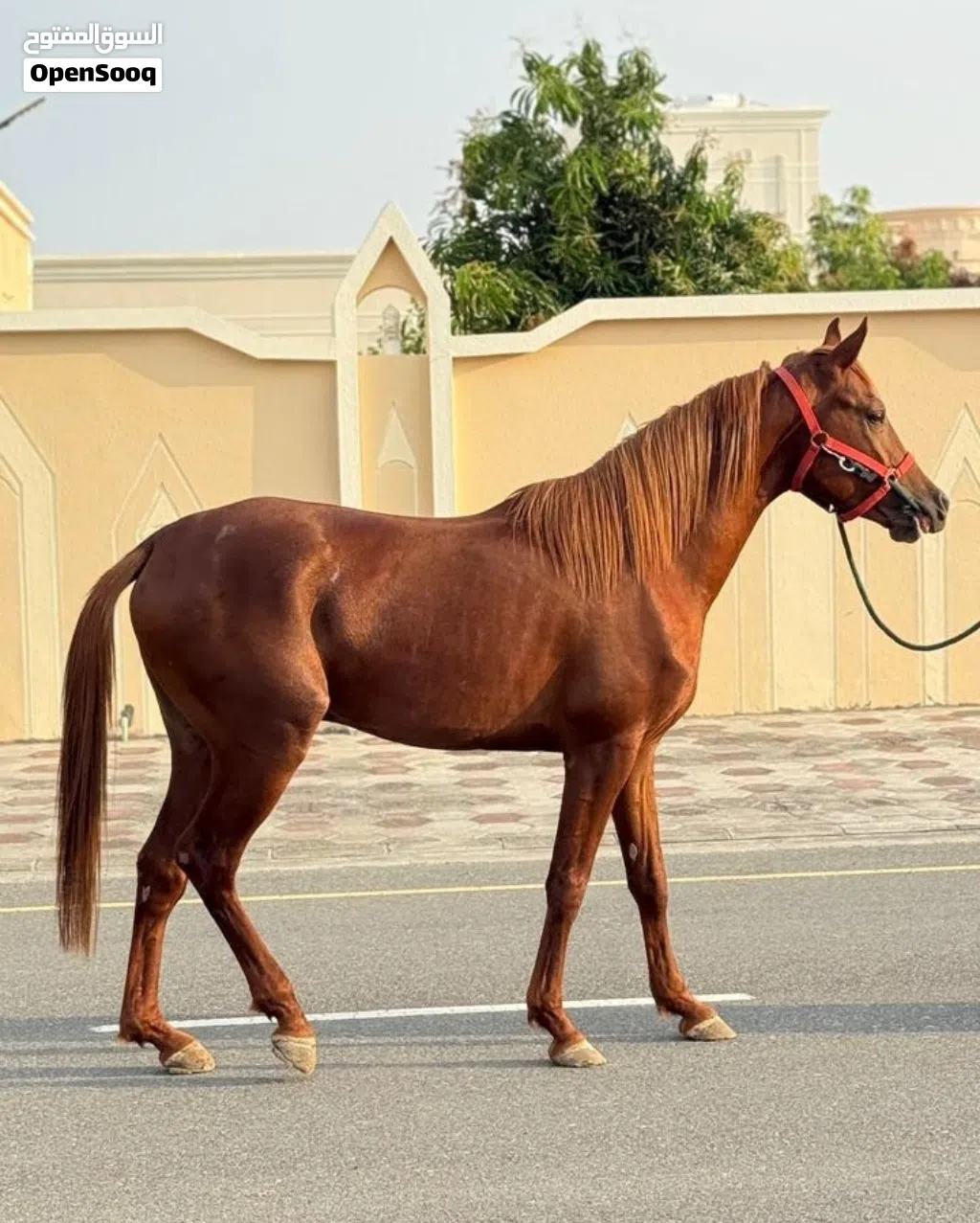 (صدااام) خيل عربي أصيل