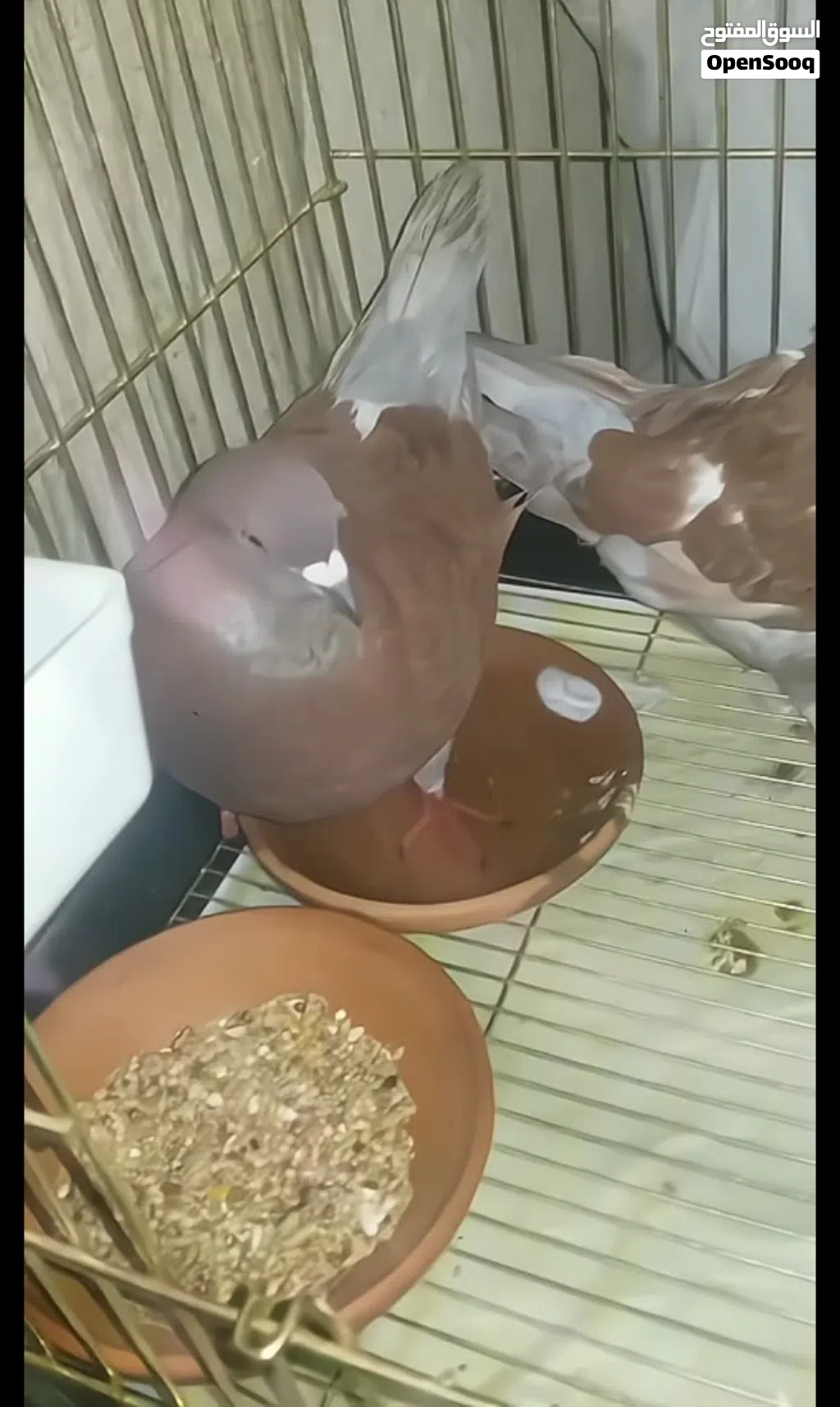Modena pigeon for sale