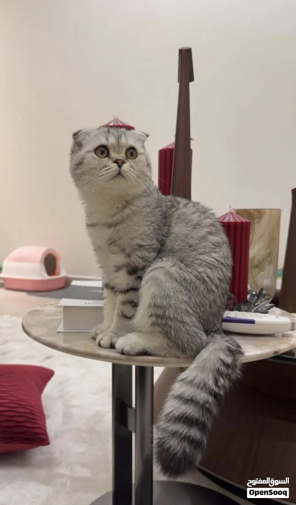 للبيع سكوتش تربل فولد سيلفر أنثى