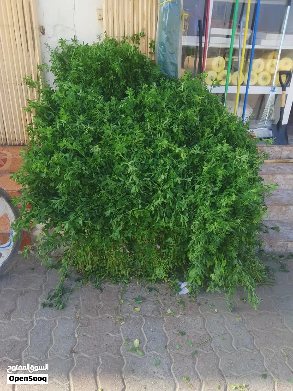 بيع طعام (قت) وزرع