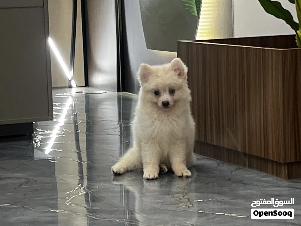Adorable male and female Pomisky puppies, 3 months old - toy size, playful and affectionate