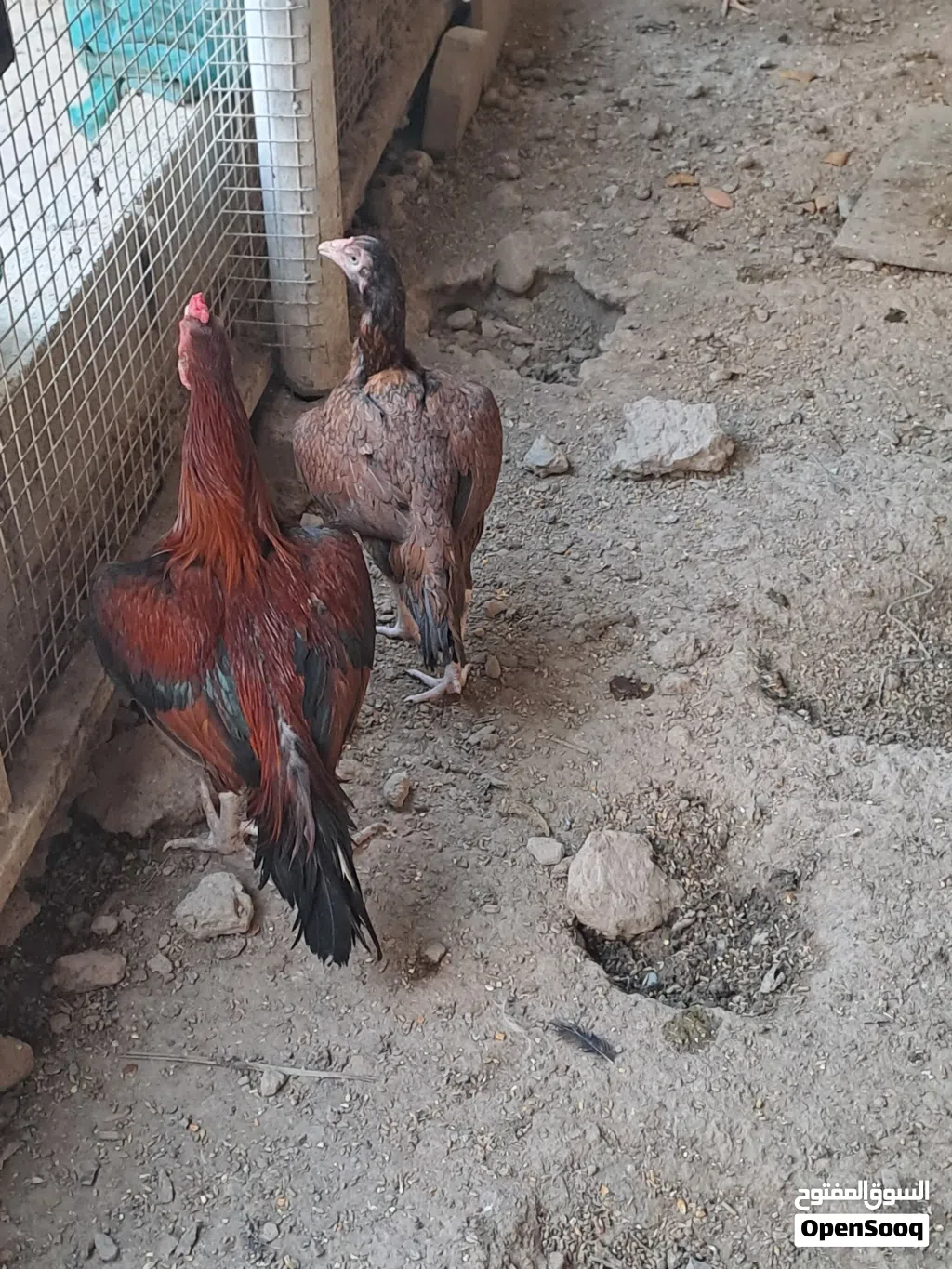 دجاج باكستاني