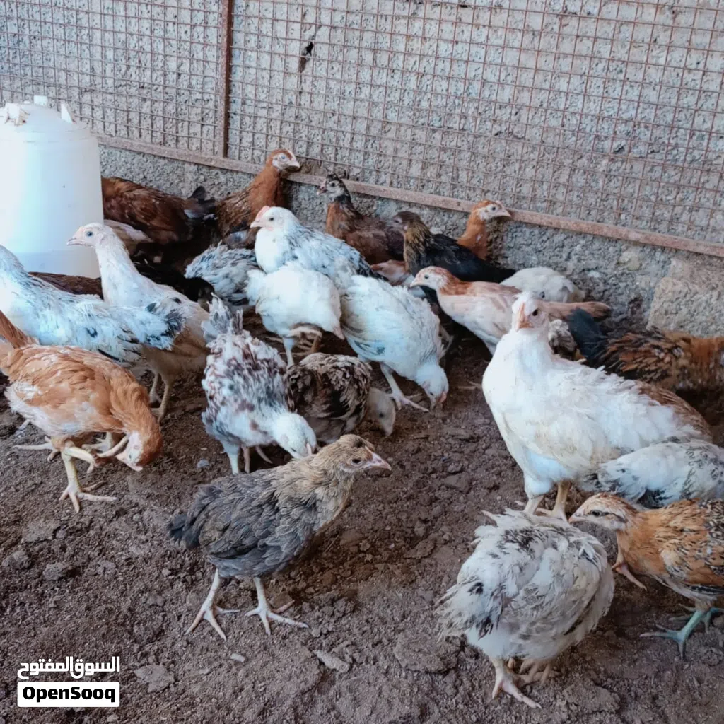 حمام باكستاني وشمسي وزاجل ولاحم وأنواع مختلفه للبيع جمله الحبه ريال ونص تعال وفالك الطيب