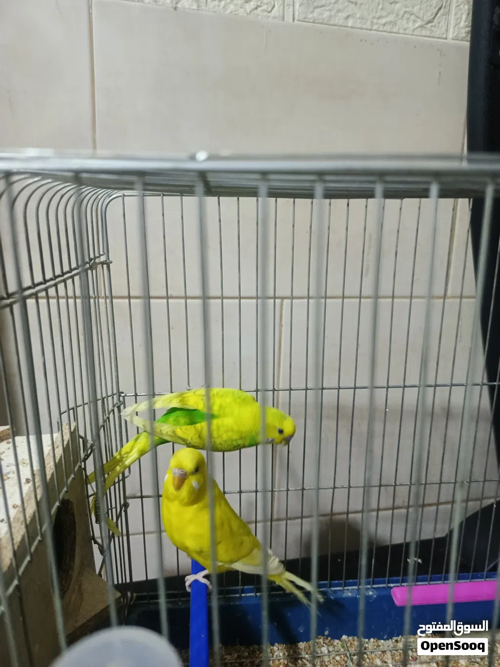 طيور حب للبيع