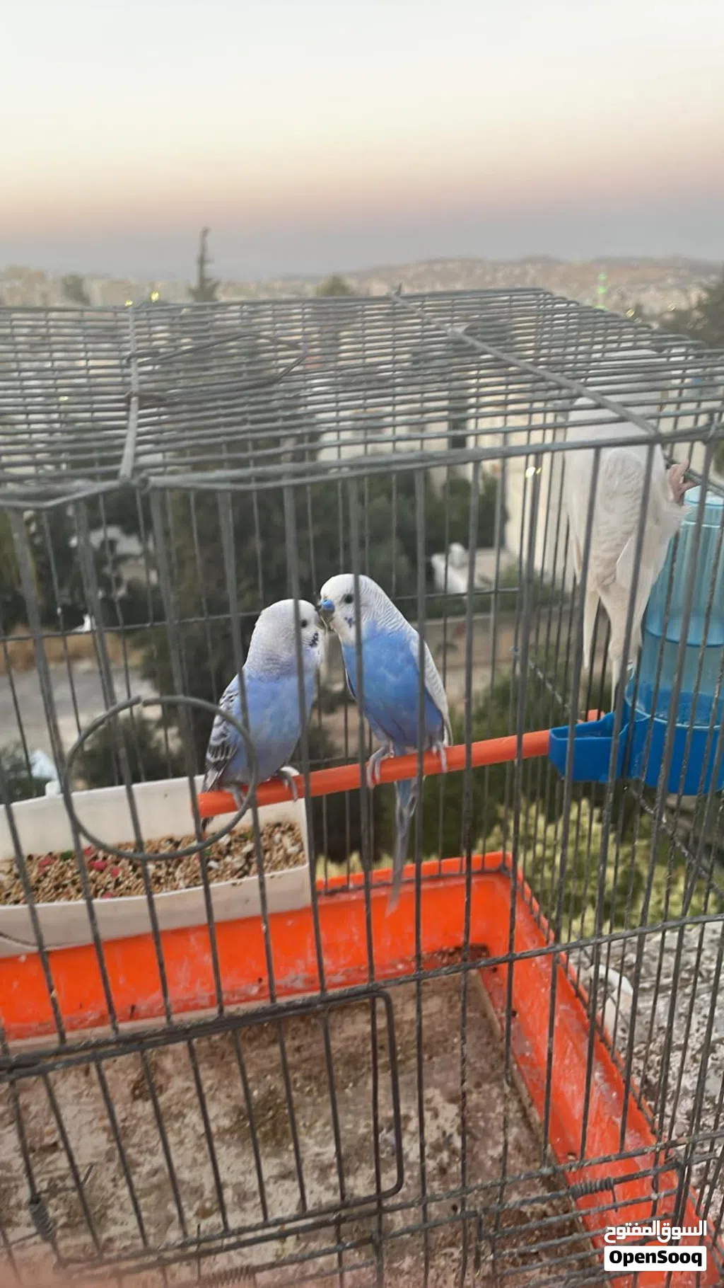 جوز حب بدون قفص استلام كوخ دون فرخ استلام ابو نصير