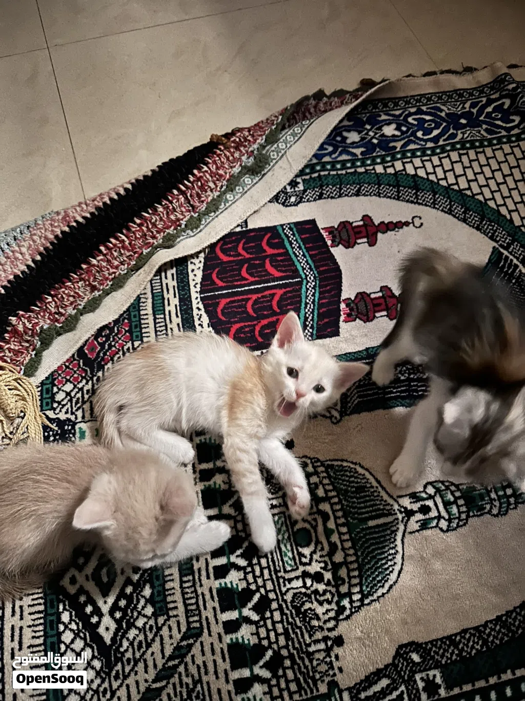 3 Kittens for adoption