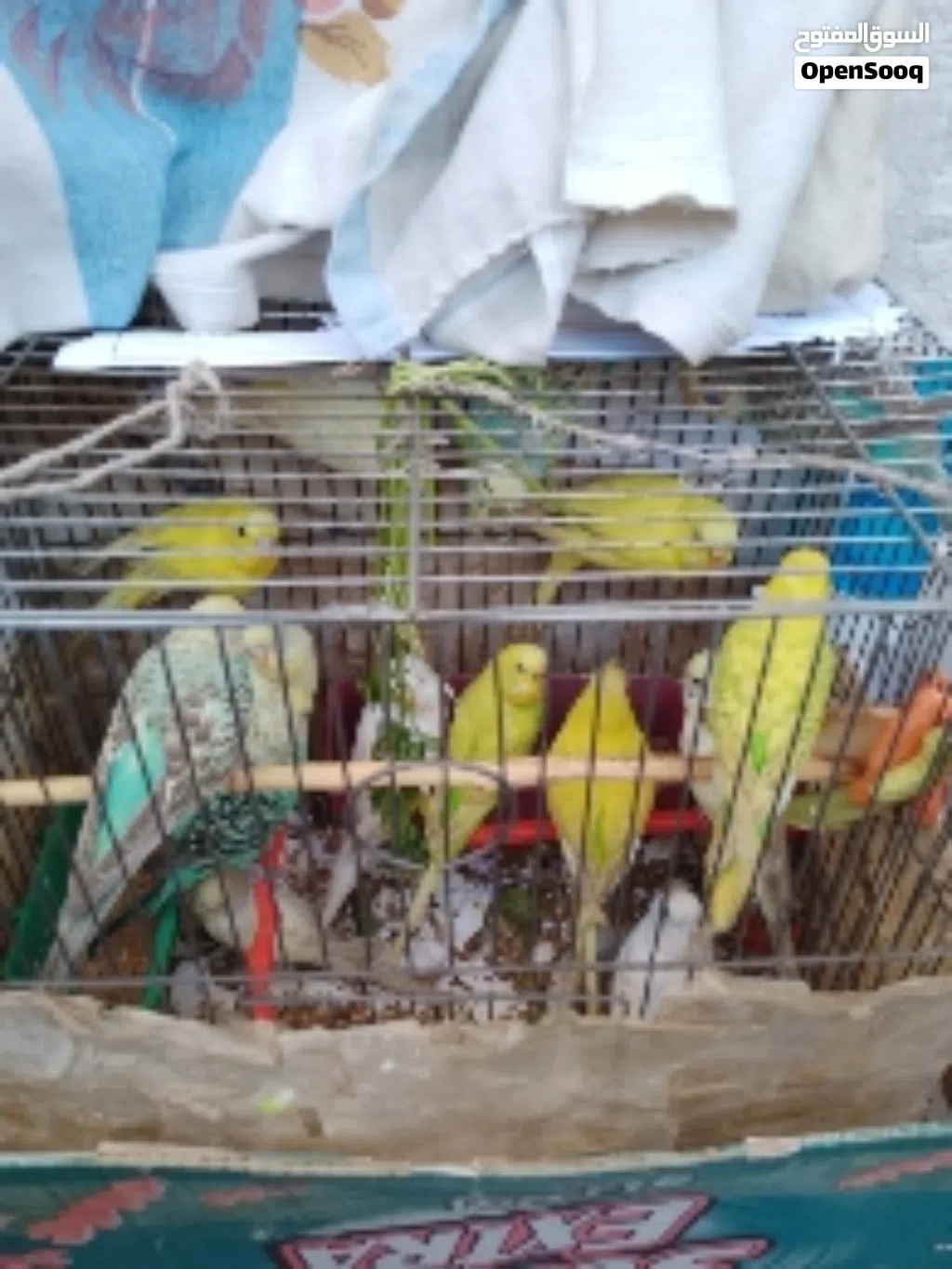 عصافير الحب