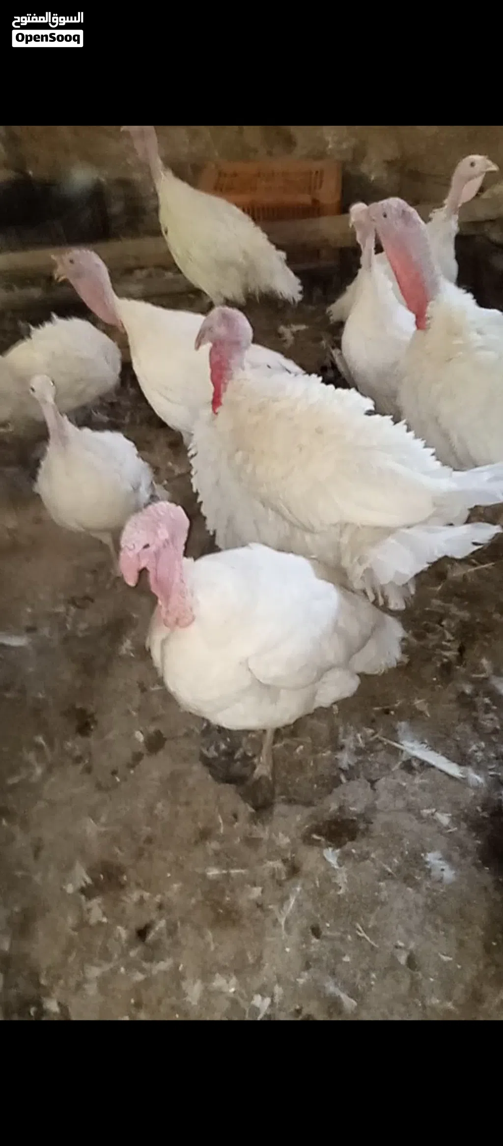 ديوك حبش لون ابيض عدد3