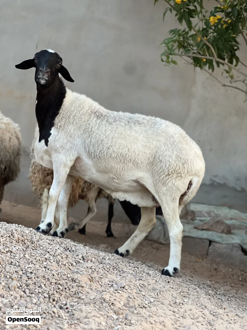 نعجه متاومه تحتها زوز خرفان ربي يبارك