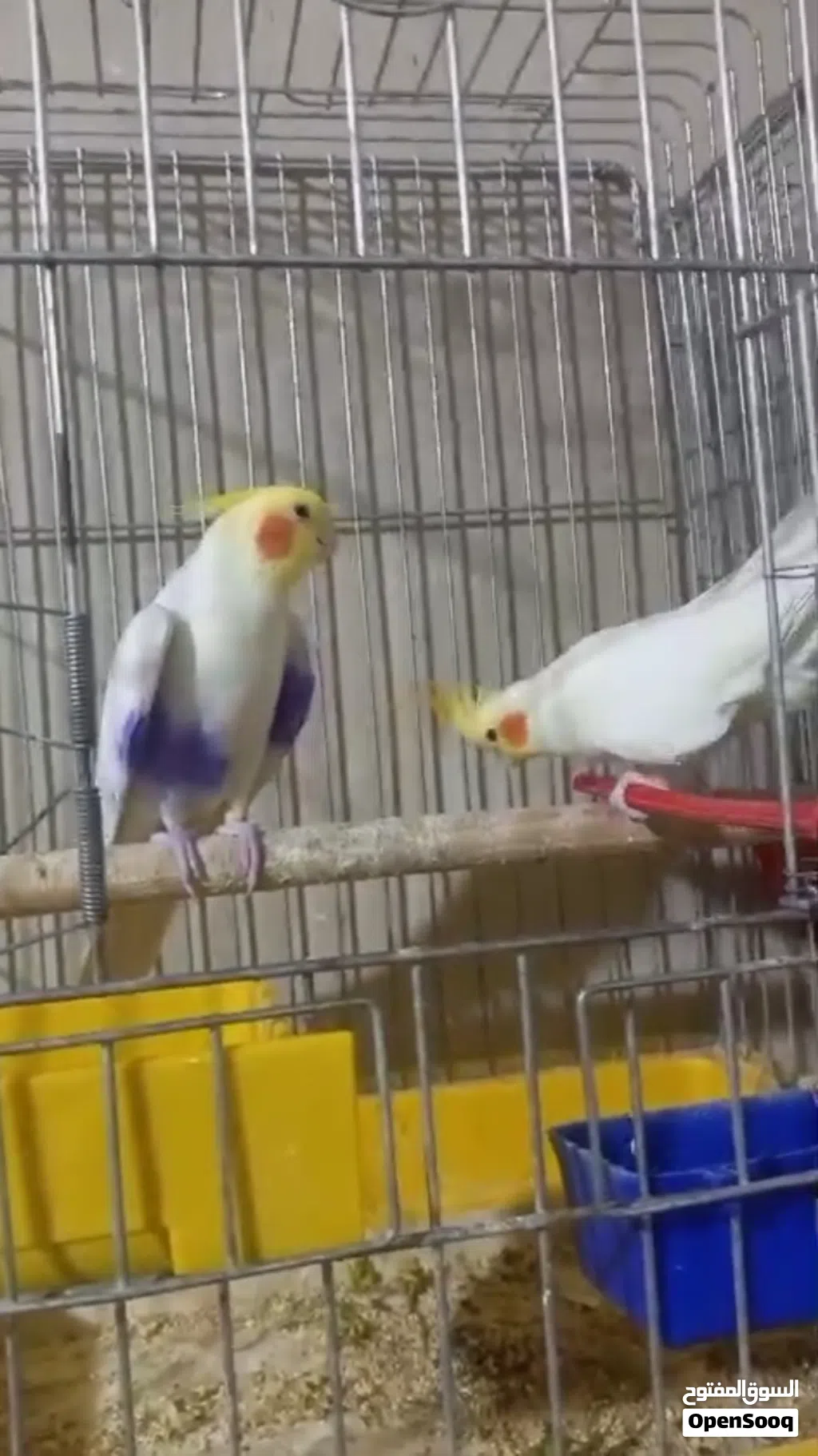 جوز كوكتيل شغال لاتينو عين حمره