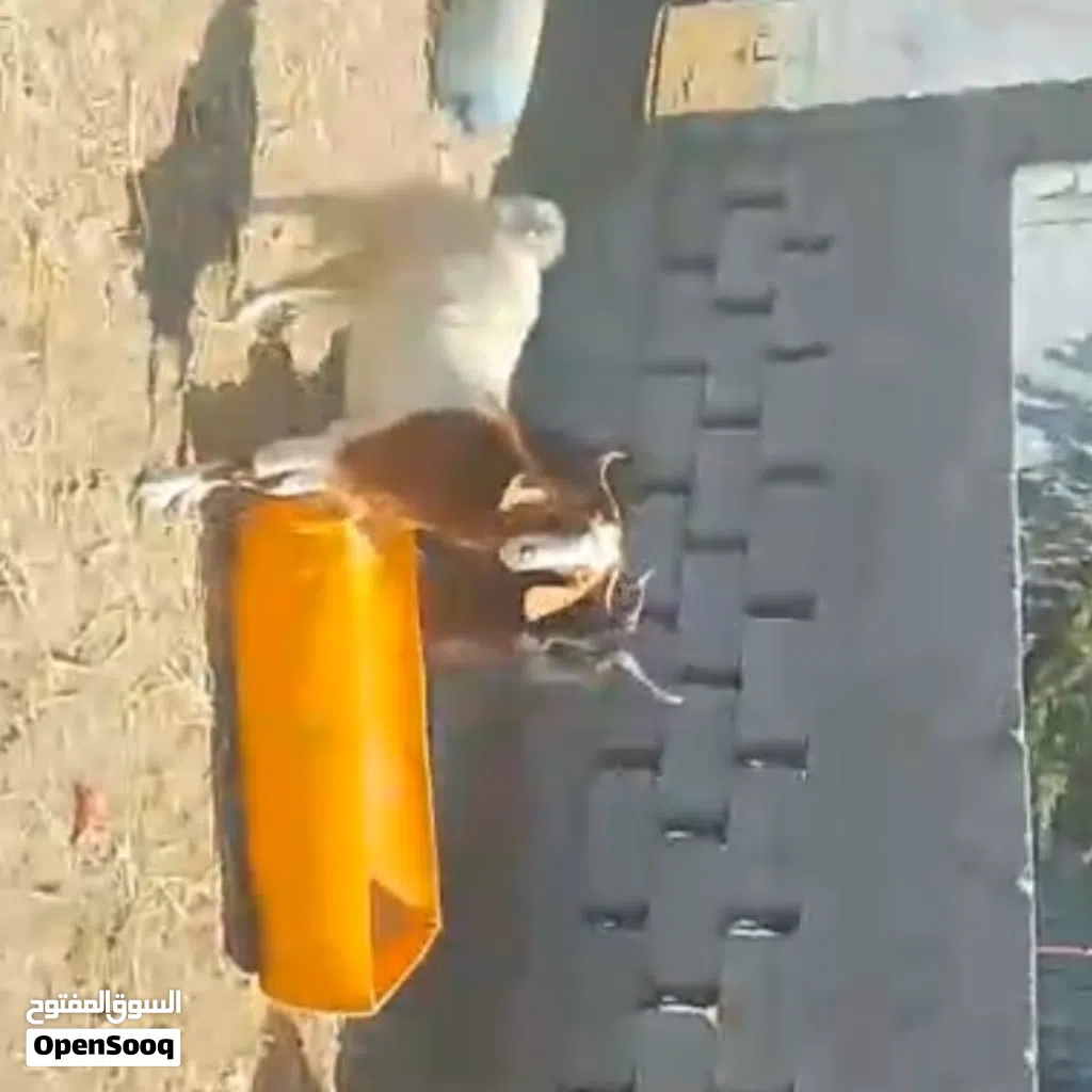 للبيع اغنام باكستانيه