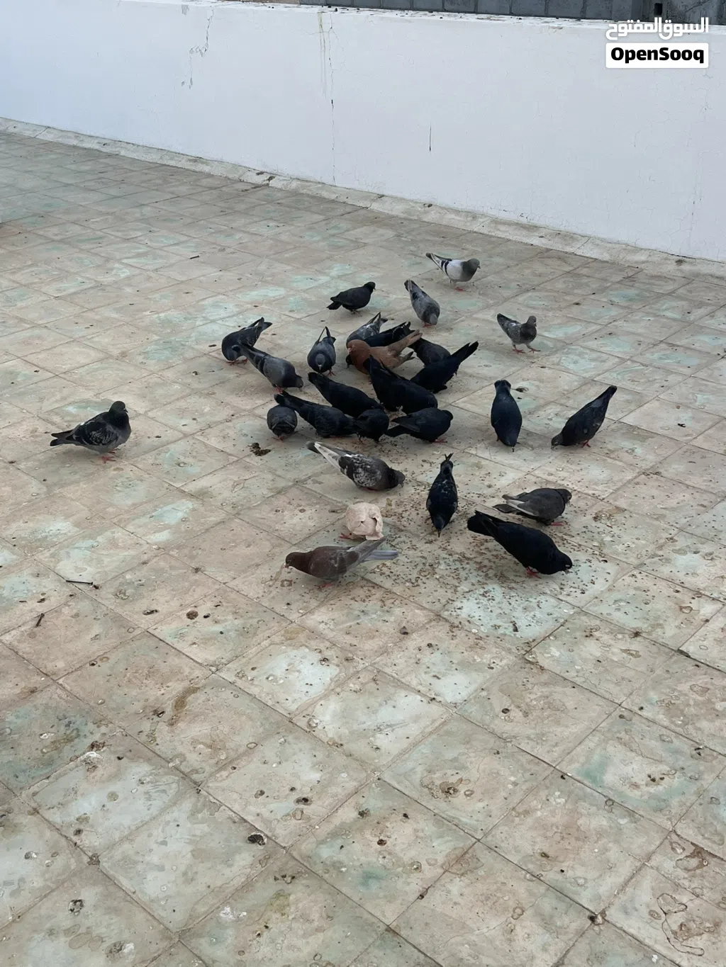 حقم كويتيات قلاب بيع جملة