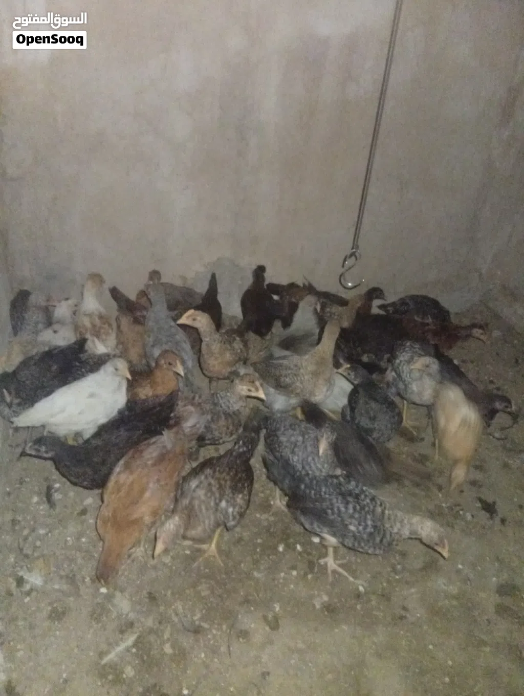 دجاج للبيع بلدي و فيومي