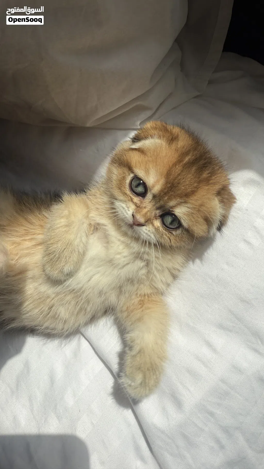 Kitten british short hair