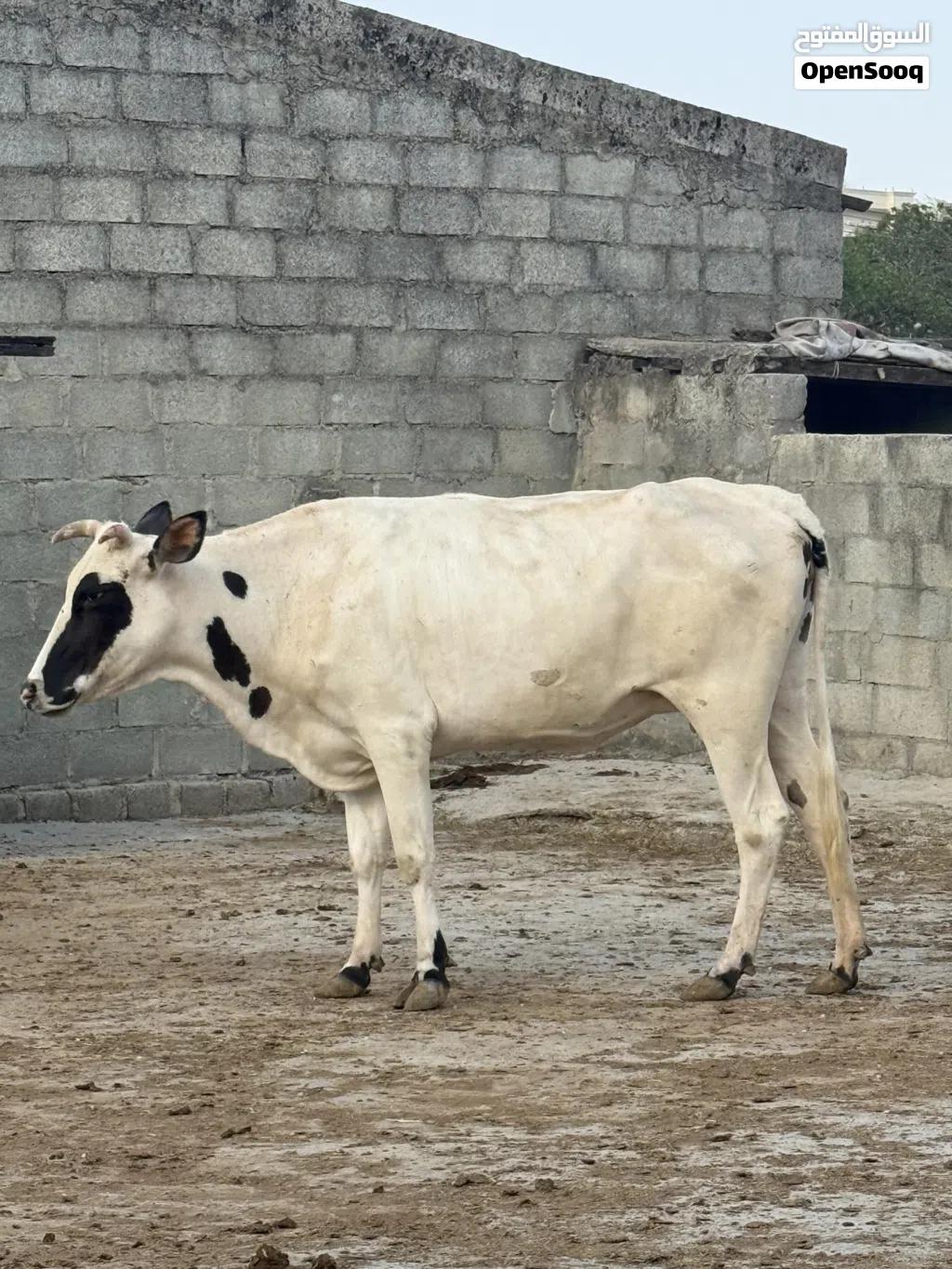 بقره ظفاريه