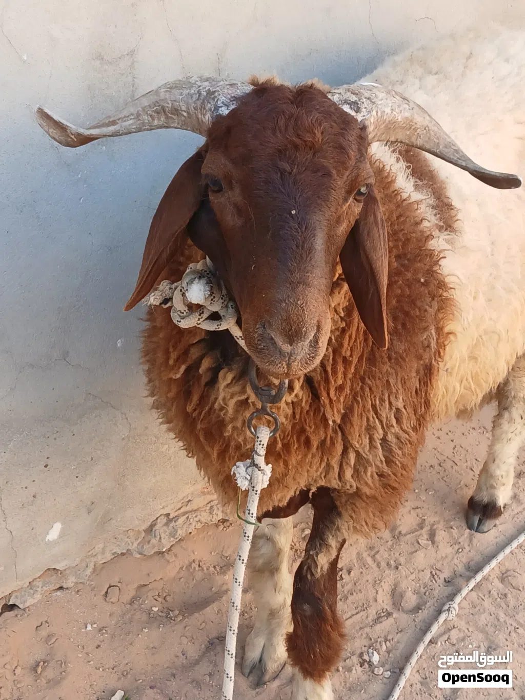 خروف للبيع المكان صرمان سعر البيع 2200 للعلم الخروف فيه حبه تحت ودنه فوق المدبح عمره سبعه شهور