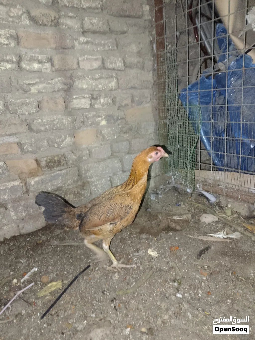 متاح دجاجات 2 وديج شمسي خط اول