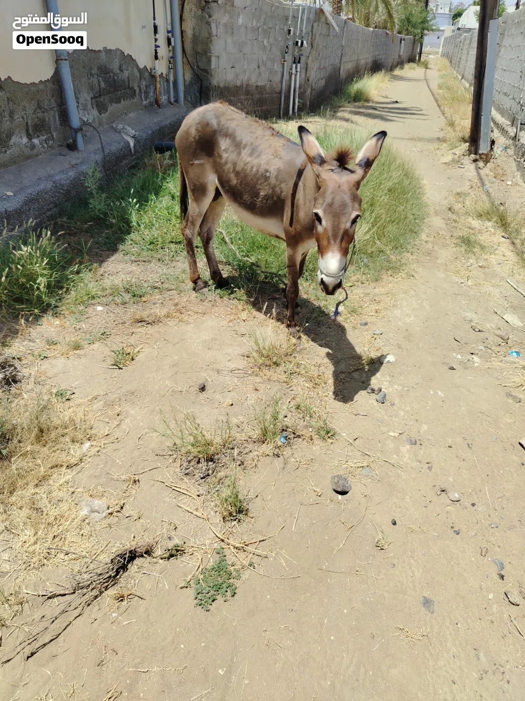 حمار سن صغير وهدي يستخدم للجاري والركوب
