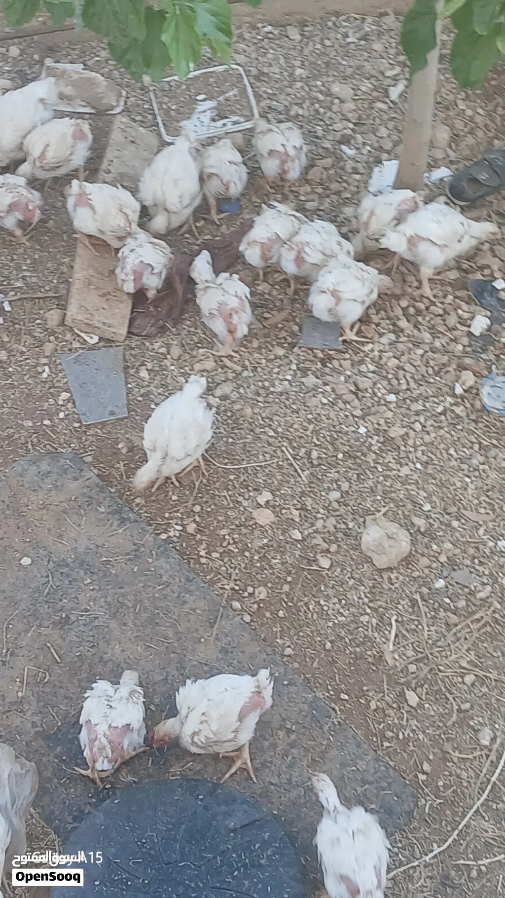 صوص لاحم عمر 27 يوم