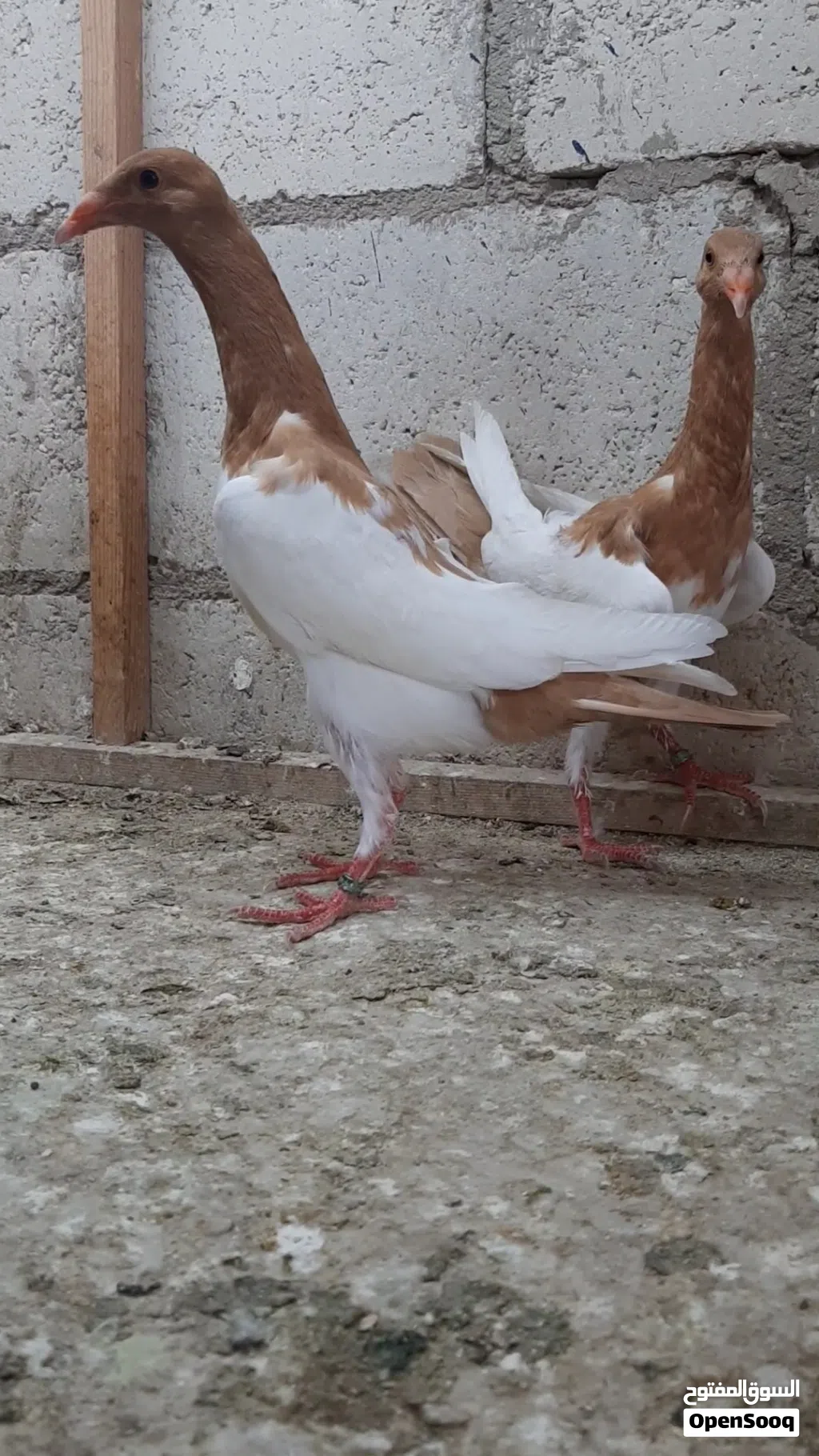 فراخ مكابي.