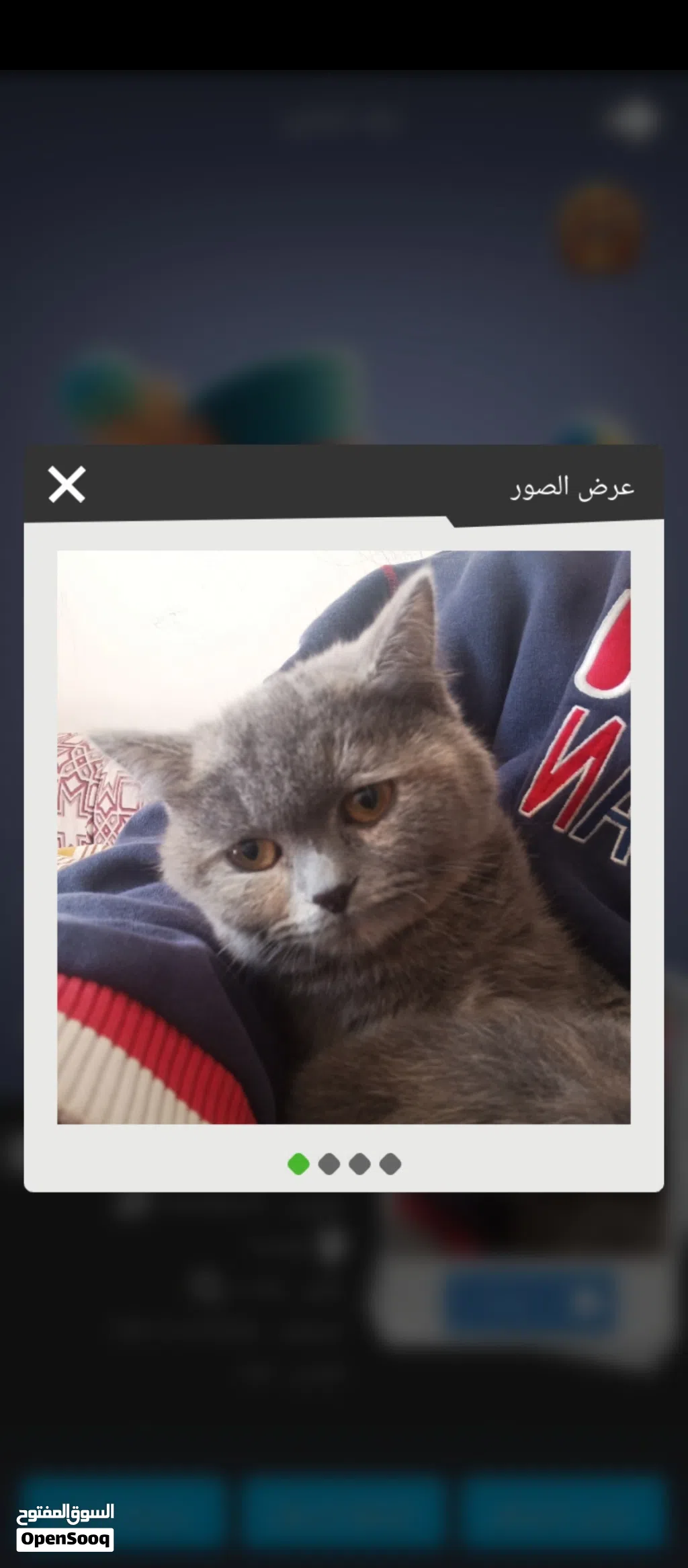 British short hair blue female kitten
