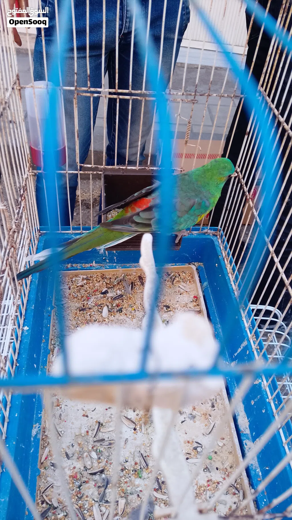 مطلوب طير ردرمر