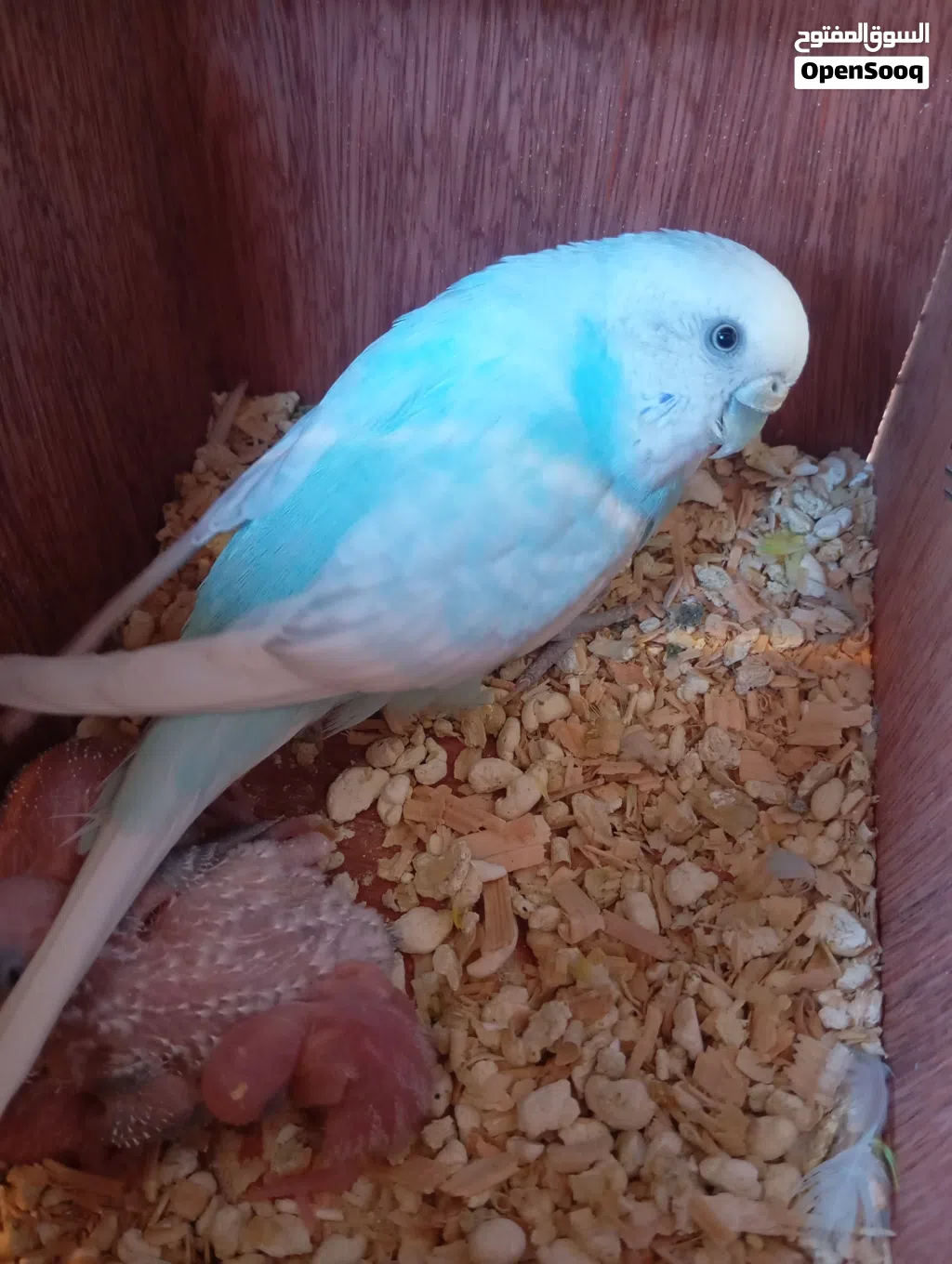 السلام عليكم ورحمه الله وبركاته متوفر كوبي بقالينو تحت اربع فروخ كوبيه ماكينه بسم الله ما شاء الله