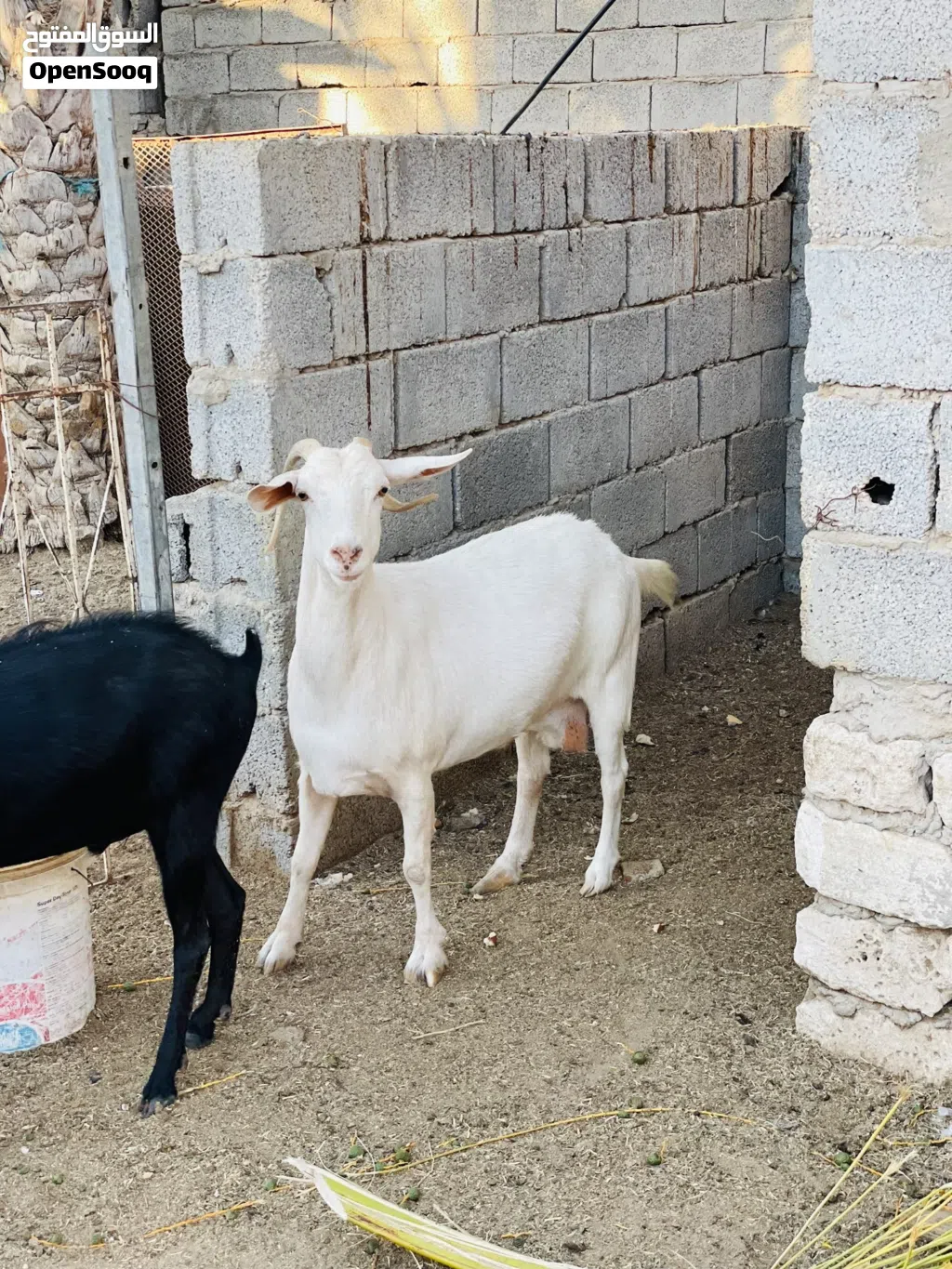 زوز ماعز للبيع حليب ماعيز ربي يبارك