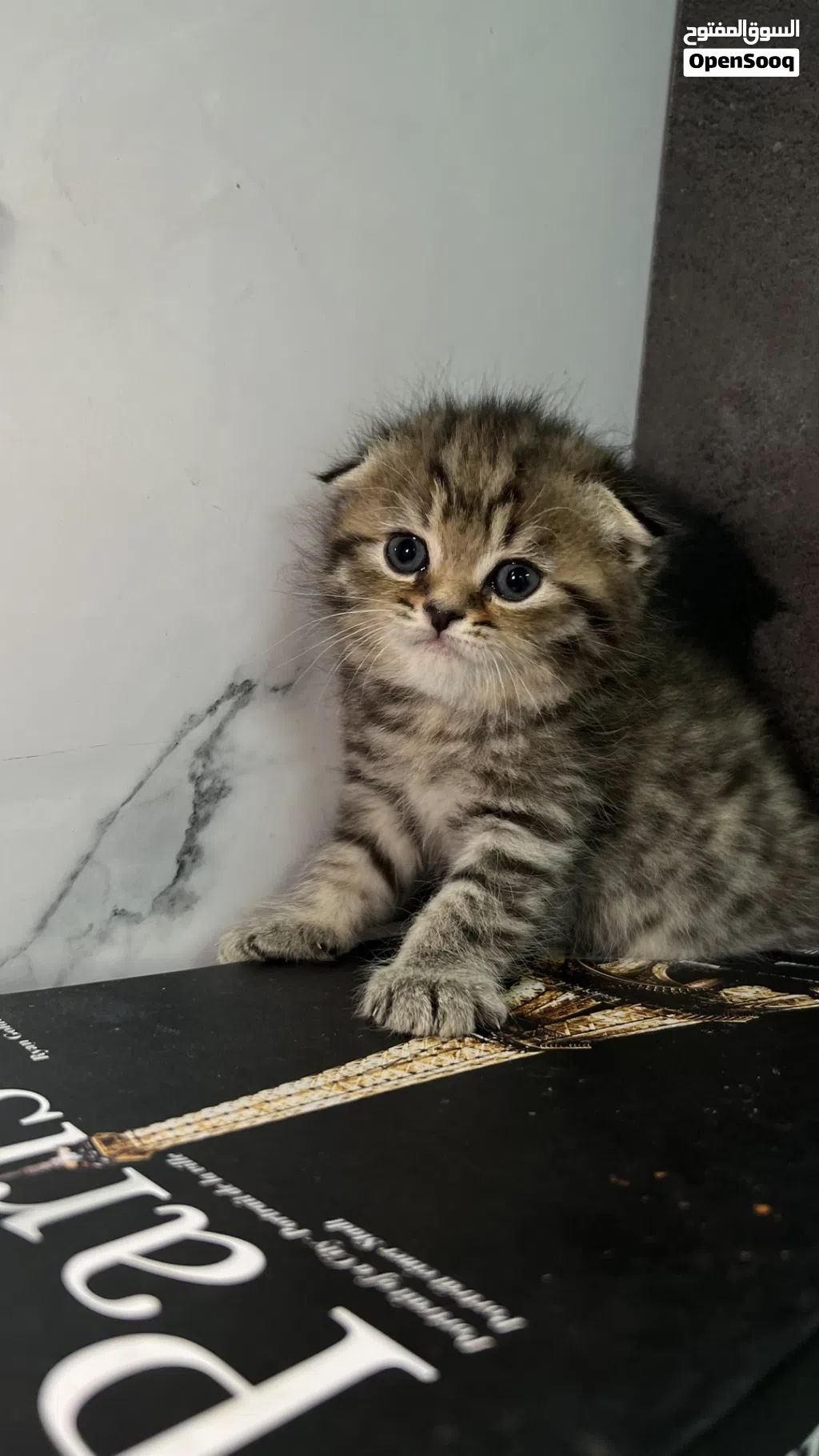 قطط سكوتش ستريت وسكوتش فولد