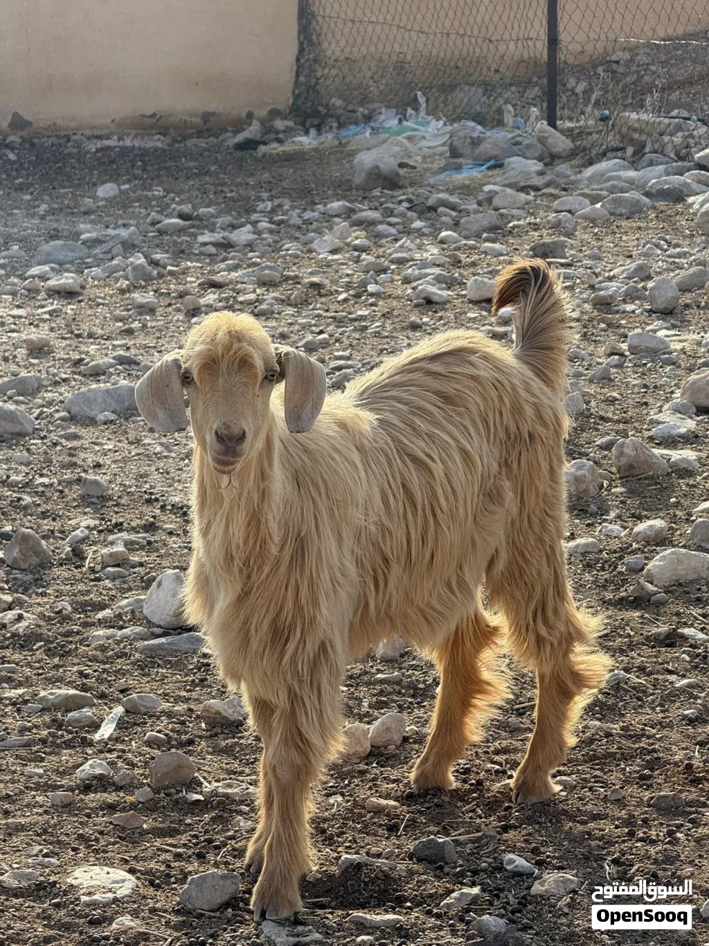 للبيع جدي جامودي مال هديد