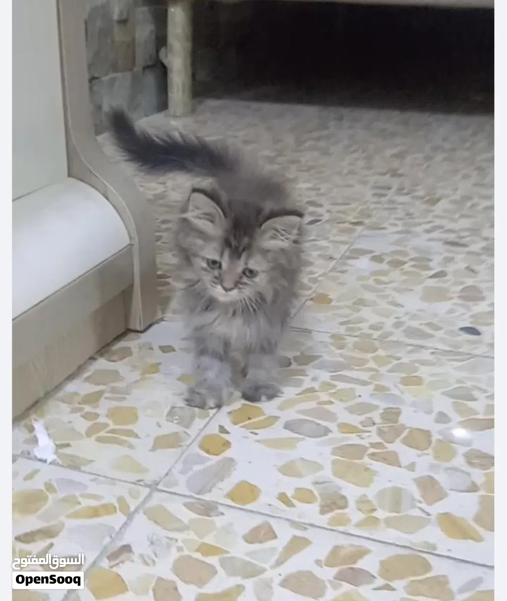 قط شيرازي اااا