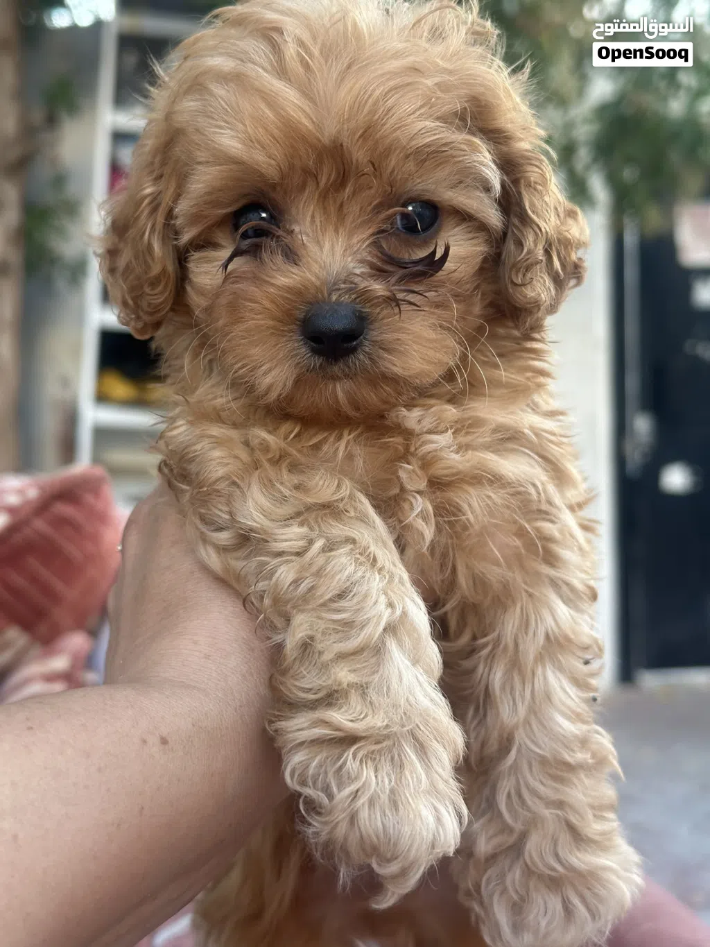 Maltipoo male