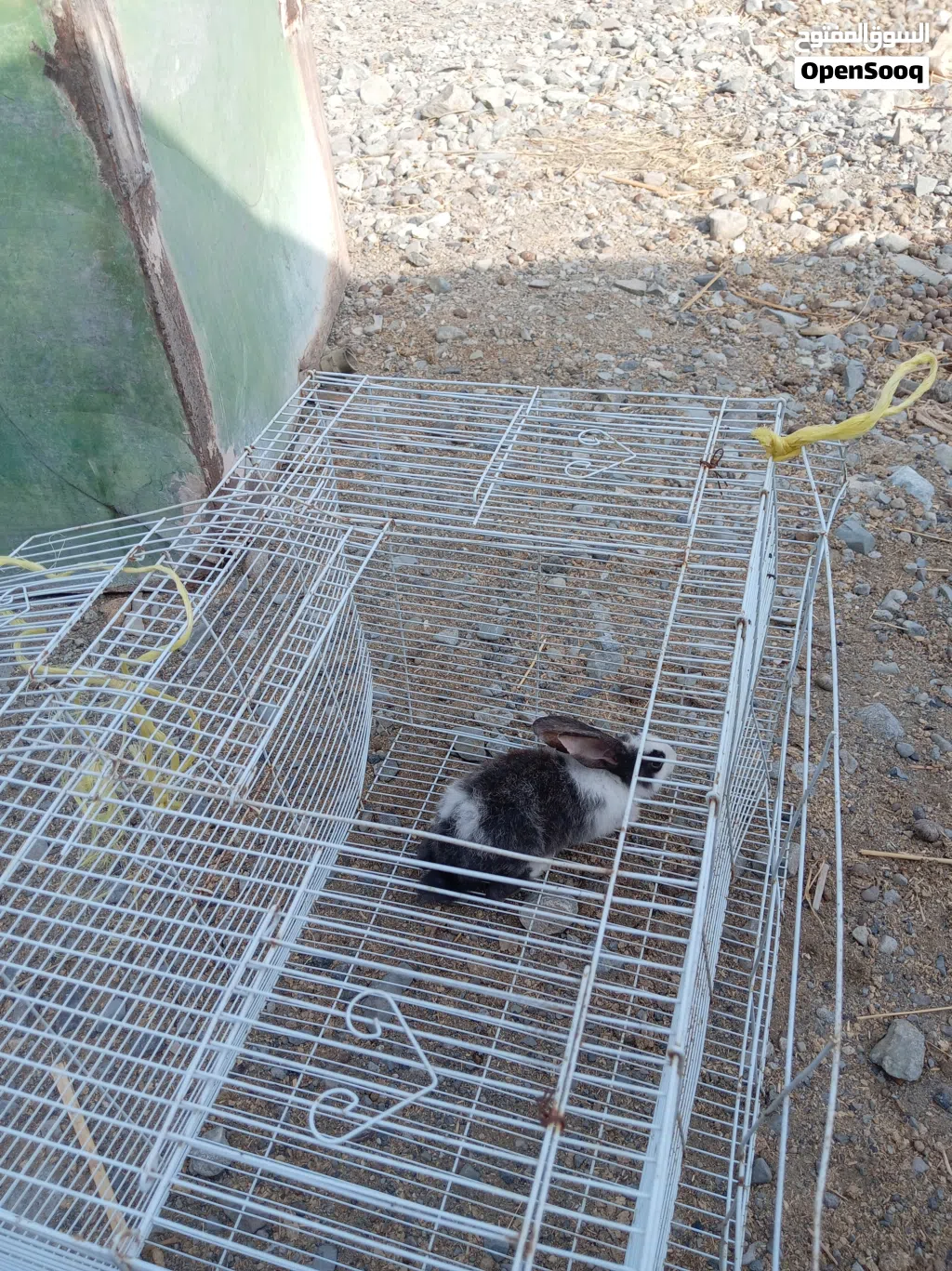 أرنب ذكر أموره طيبه