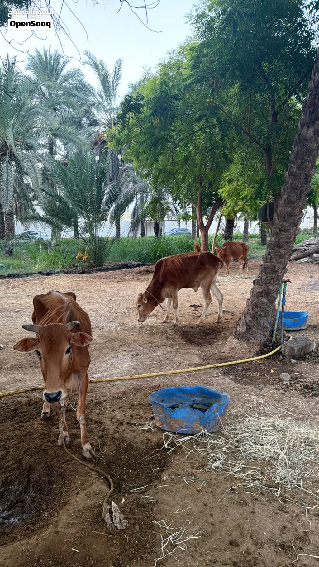 حلال لتربيه