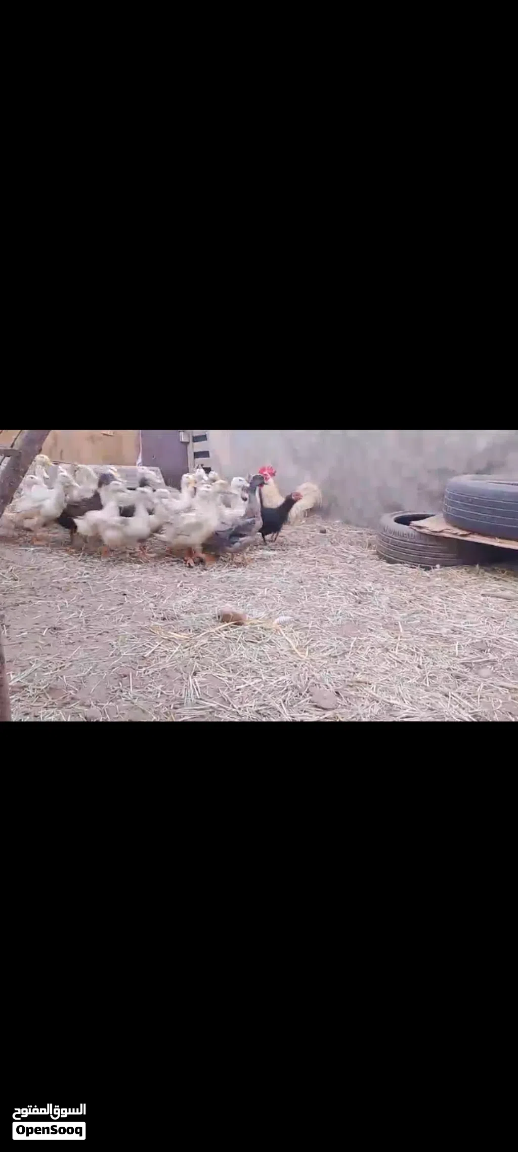 بط عماني للبيع بسعر مناسب